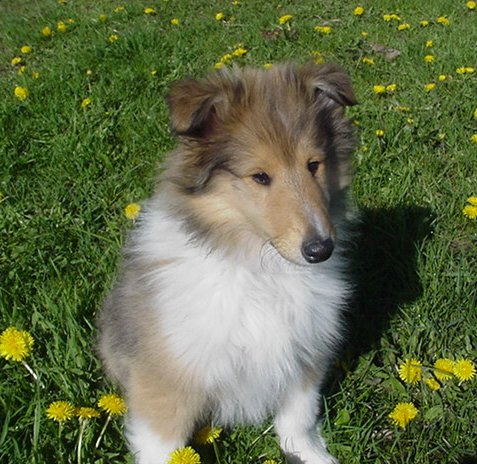 collie pictures
